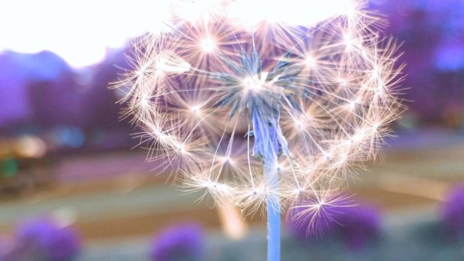 Free Wishes for Cancer Patients and Families Free Wishes for Cancer Patients and Families